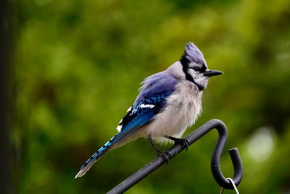 Finally a good Blue Jay shot