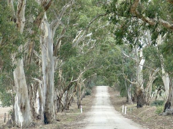 Took some side roads to see where they went, I love the tree bark 