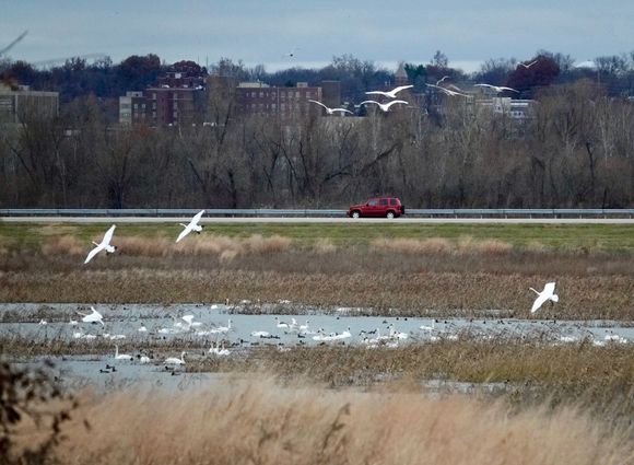 Lots of Trumpeter Swans