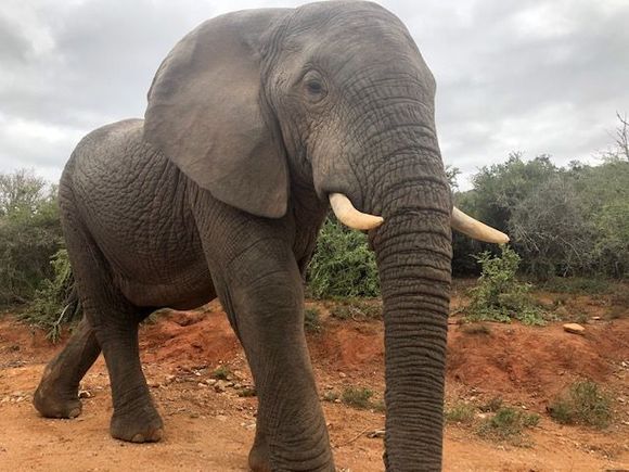 This guy got us traipsed for an hour by pulling down a tree across the.