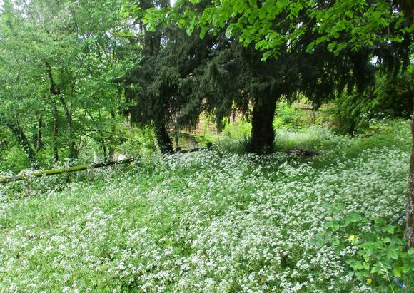 Queen Anne's Lace, anyone?