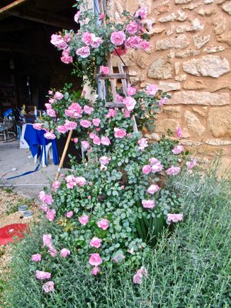 This was 6" high when I bought it 3 years ago