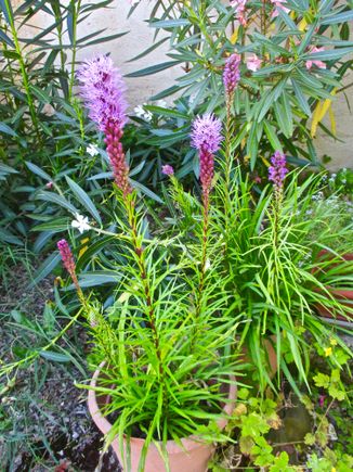 How about these? I had jonquils planted in the same pots. Tore them out last fall, then replanted them in the ground. Then these came up.