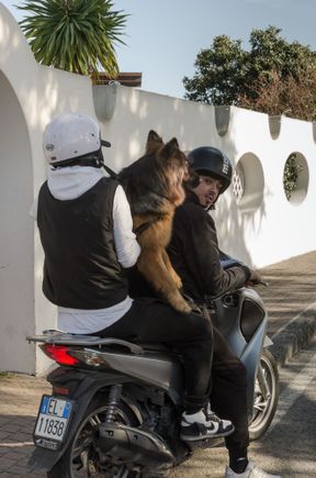 dogs taking their owners for a spin. We had to obey the traffic light at Piedimonte coz the road there narrowed in an untypical way. 