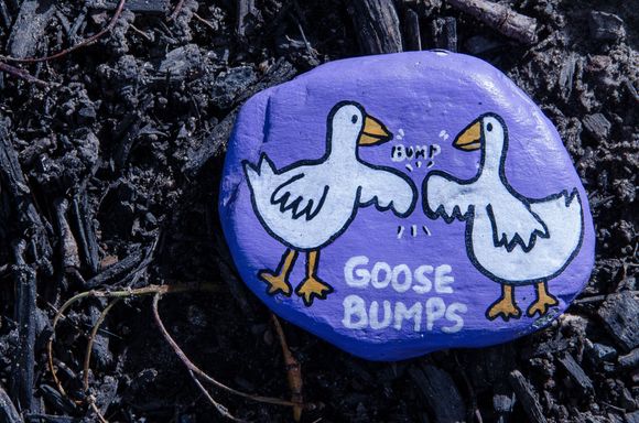 Geese.