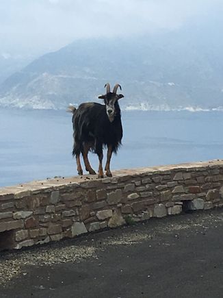 Road monitor on the Cap Corse