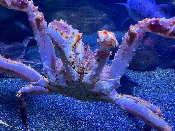 King crab