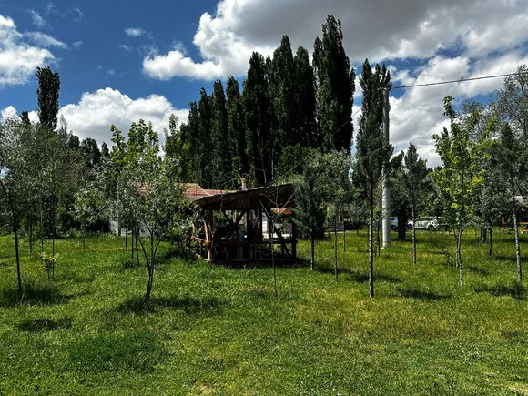 Our dining room was an outdoor pavilion in the olive grove