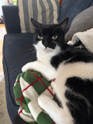 KJ, the former feral cat.