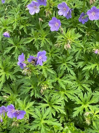 Wild geraniums in the pollinator garden at the Japanese Gardens. There are loads of bees there, there is one in this picture 
