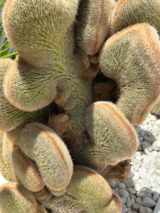 Cactus, one of hundreds of varieties at our hotel
