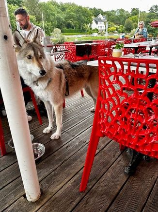 He was a very big dog and reminded me of a wolf.