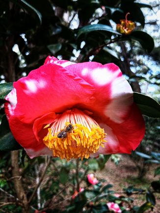 Bee on Azalea flower