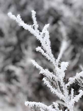 hoar frost