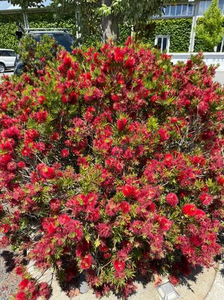 Love the red flowers!