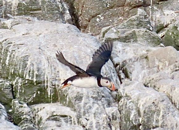 Flight of the puffin