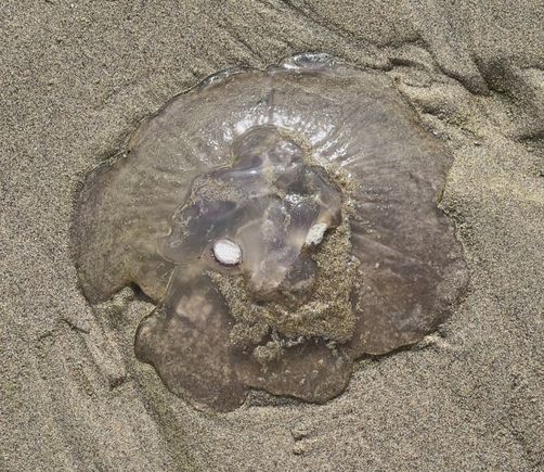 Washed up jellyfish that kind of looks like a lion's face.