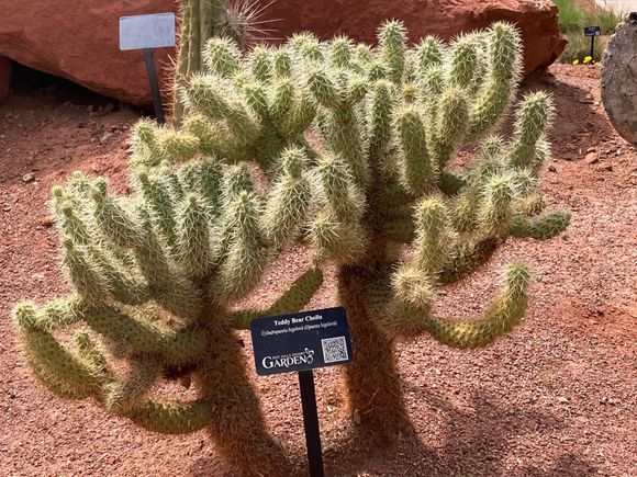 Red Hills Desert Garden in St. George - my favorite cactus!