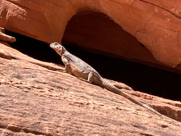 Lizard in Valley of Fire