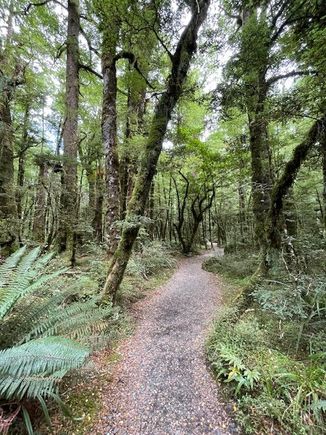Can hear the wind above, but so sheltered in the forest 