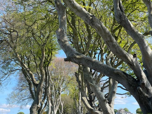 Dark Hedges