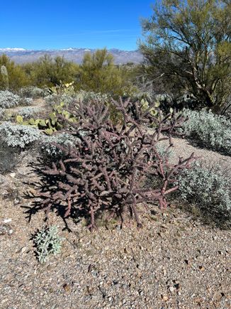Going to be a lot of flowers on this plant.