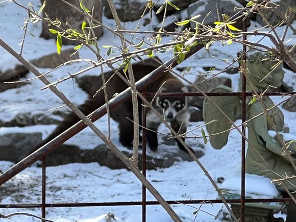 Looks like a raccoon, but isn't. 