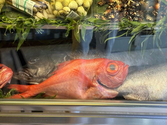 Virrey in the tank at D'BERTO, identifiable by its large eye.