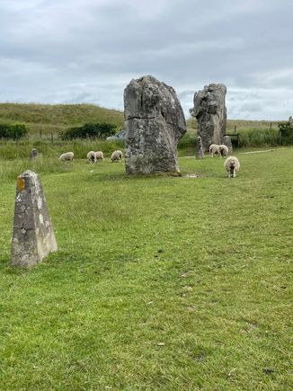 Sheep everywhere in and amongst the stones