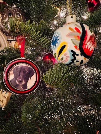 Remembering Scout, the sweetest and most well behaved dog in the world. 