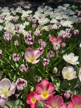 Descanso Garden - Tulip Garden