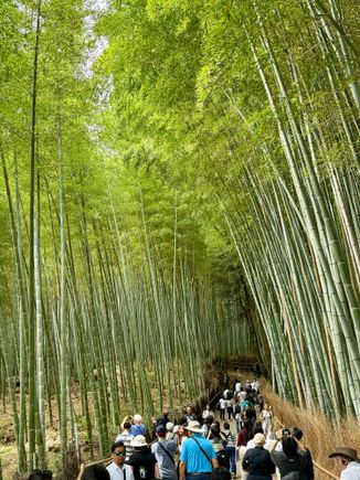 Bamboo forest 