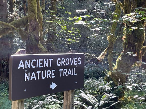 Start of the Ancient Groves trail.  It's fairly short and a nice walk.