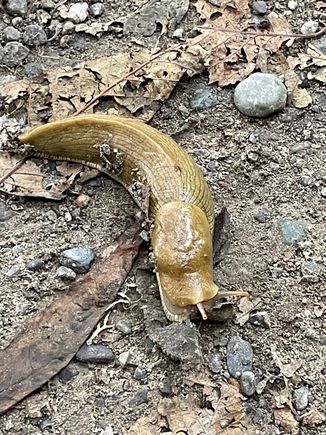 Almost stepped on this little guy.  Shouldn't he be yellow?