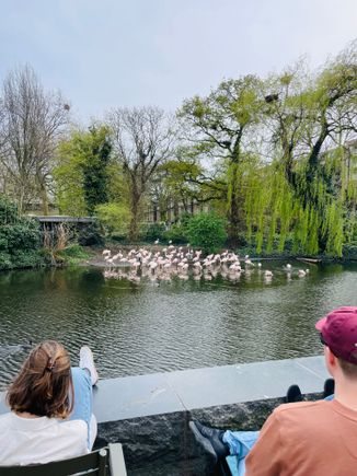 We saw flamingoes yesterday!