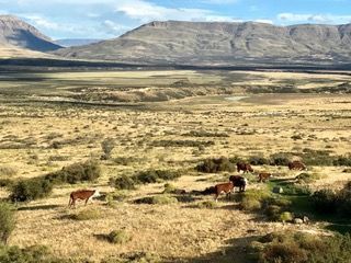 Room view of cows and cordillera