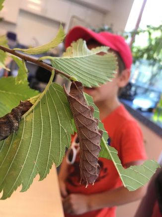 This caterpillar looks like a rolled up dead leaf