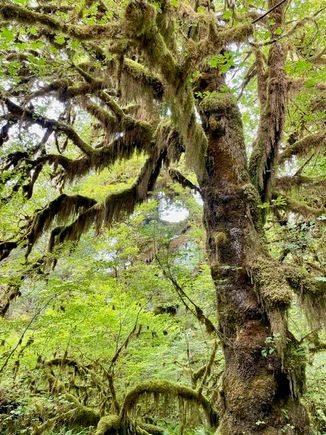 Another great moss shot