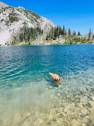 Lil retrieving sticks. 
