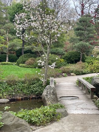 Picture of “my” Japanese Gardens last week. By mid May the banks of the creed will be covered with purple irises. But the star magnolia blooms will be gone. That’s how life works. 