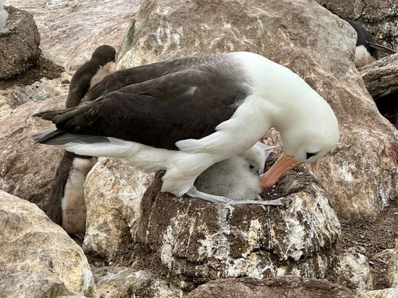 Endangered Black-browed Albatross with its chick