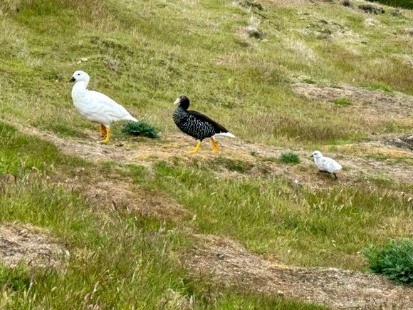Kelp Geese (male on R, female on L)