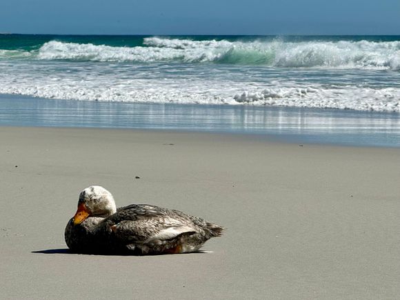 Falkland Steamer Duck enjoying a day at the beach! This flightless duck is one of only two endemic birds here.