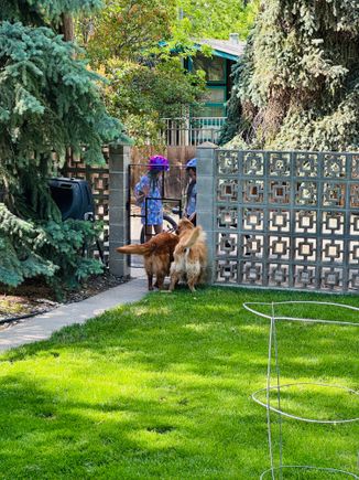 Two neighbor girls from down the street have learned Lily and Molly’s names and call for them when they’re biking by to give some pets. 