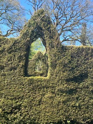 Caerau Gardens - looking through a window in two hedges