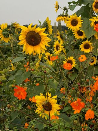 Where is Vincent when you need him?  He would have loved to paint these.