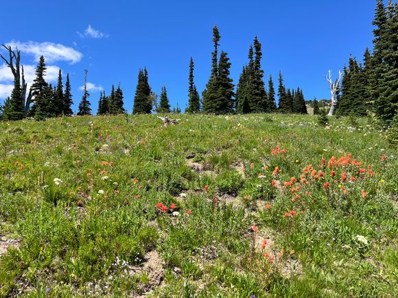 Wildflowers blooming everywhere 