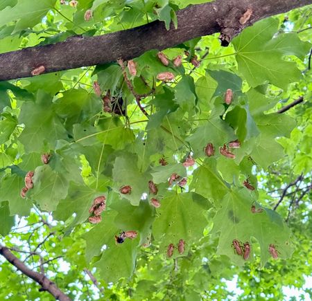 Some trees are covered with them!