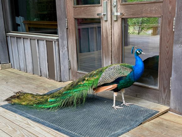 Hey, open up!!!! (I know, Percy, I should post this on the bird thread…)