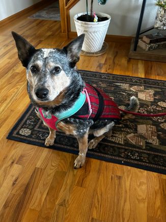My granddog Libby. Letting grandma know she’s such a good girl getting ready to go for a walk. Pretty sure you all can tell she misses her grandma. She’s wearing her new plaid Christmas coat because it’s cold in the Colorado foothills. 